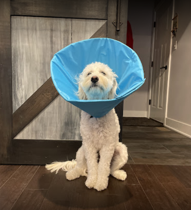 can dogs drink water with a cone on