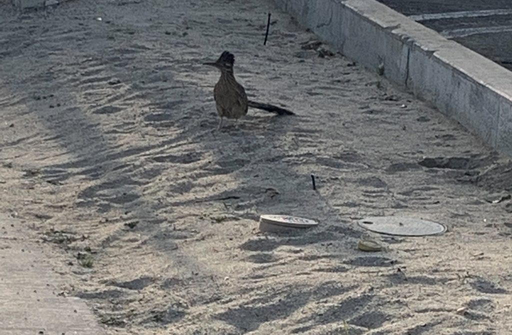 roadrunner