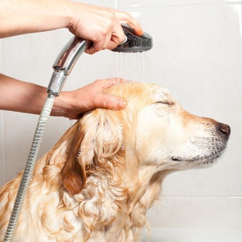 Grooming and Care for Pets
