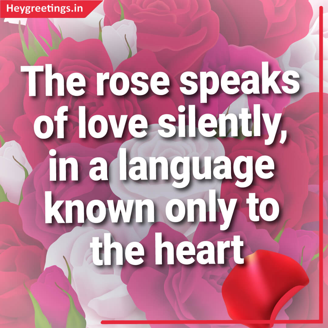 Happy Rose Day/ Rose Day Quotes