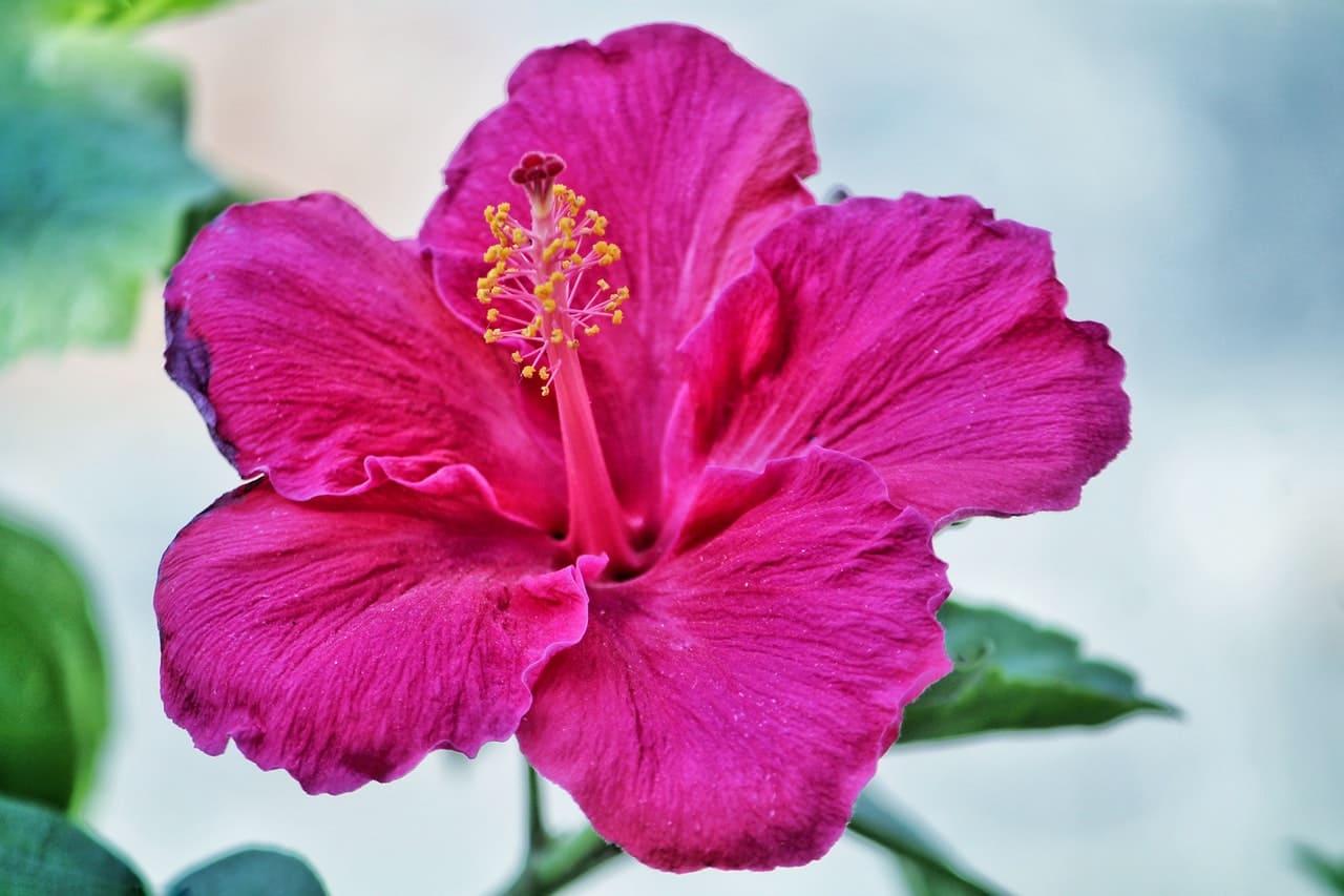 Les secrets de l'hibiscus [Guide pratique]
