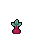 Beet, stage 4