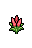 Celosia, stage 4
