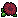 Chrysanthemum