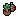Pine Sapling