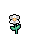 Snowdrop Anemone, stage 4