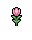 Tulip, stage 4