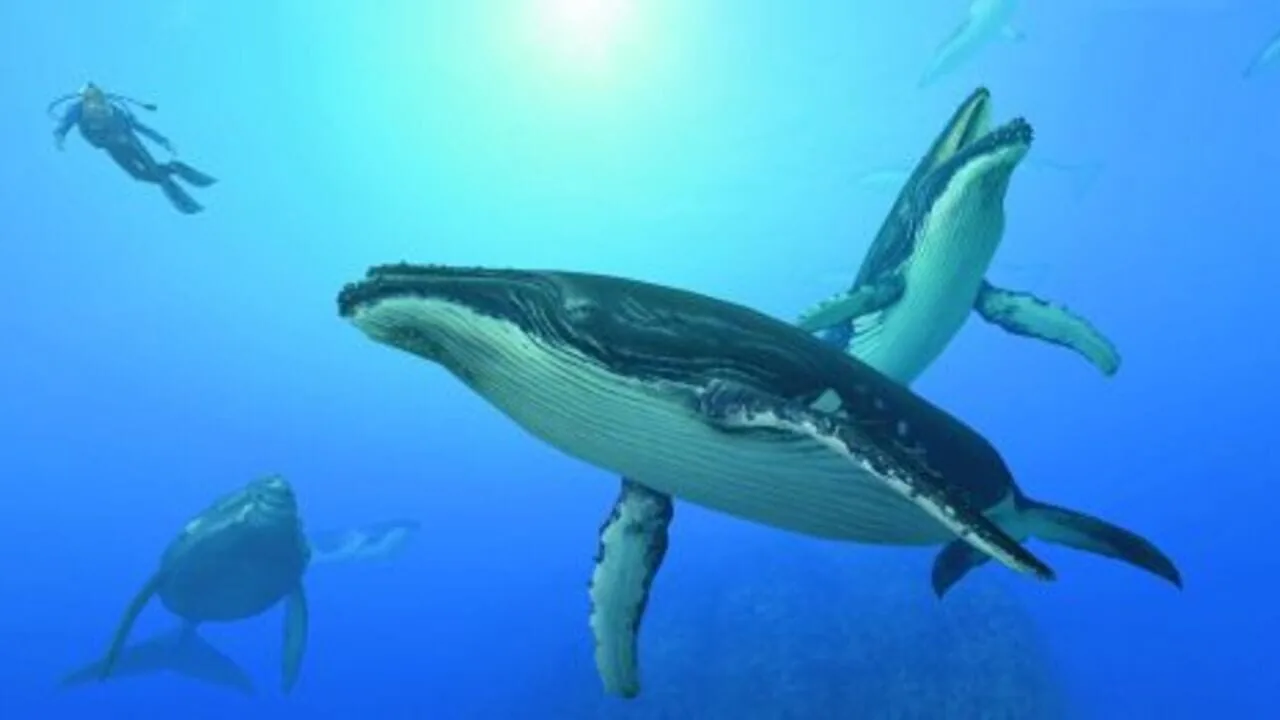 Endless Ocean: Blue World gameplay on Wii