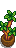 Corn Plant