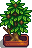 Fancy House Plant