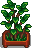 Fancy House Plant