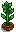 House Plant