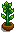 House Plant