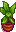 House Plant