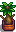 House Plant