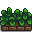 Junimo Plant