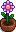 Seasonal Plant