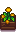 Seasonal Plant