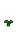 Tulip Stage 3