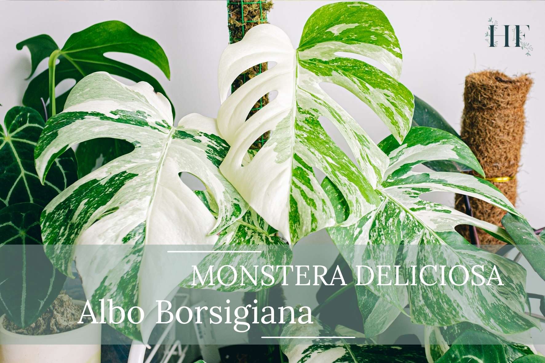 Monstera-Deliciosa-Albo-Borsigiana