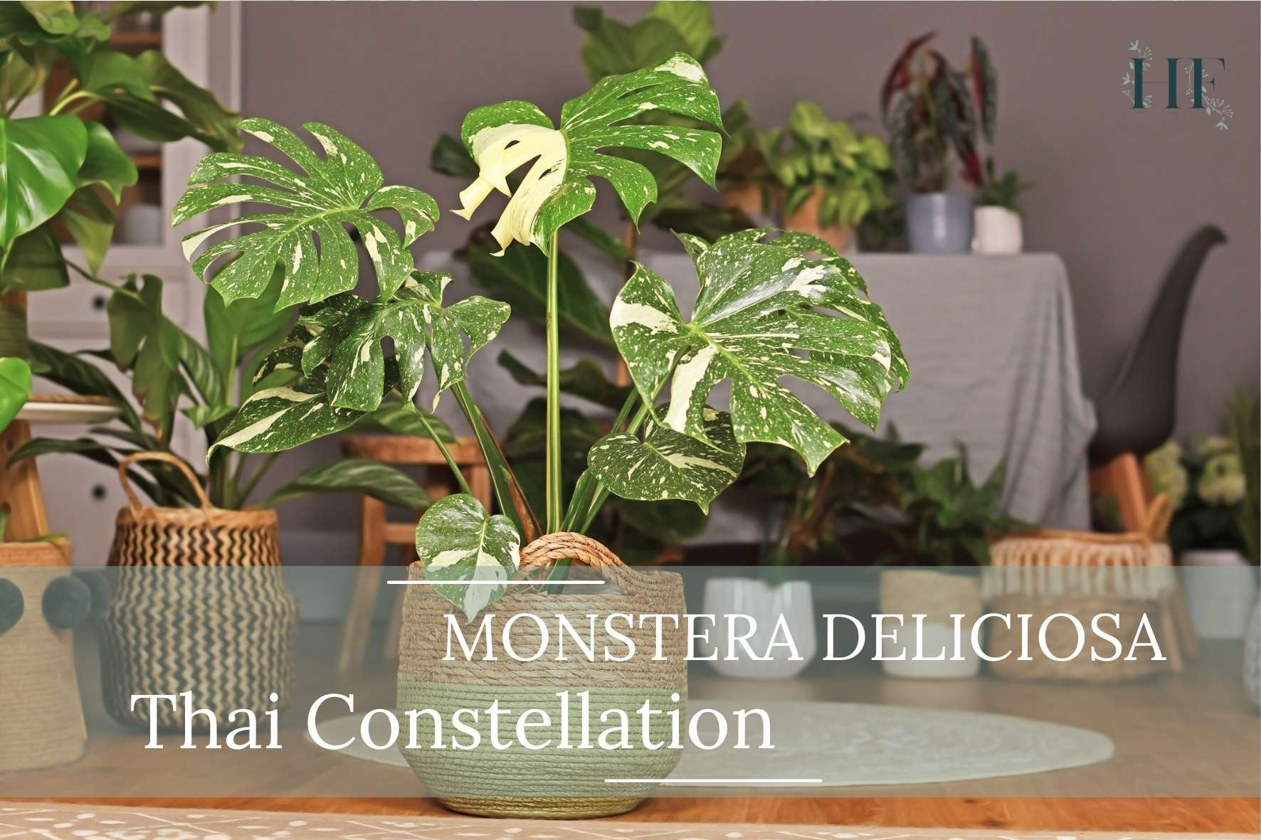 Monstera-Deliciosa-Thai-Constellation