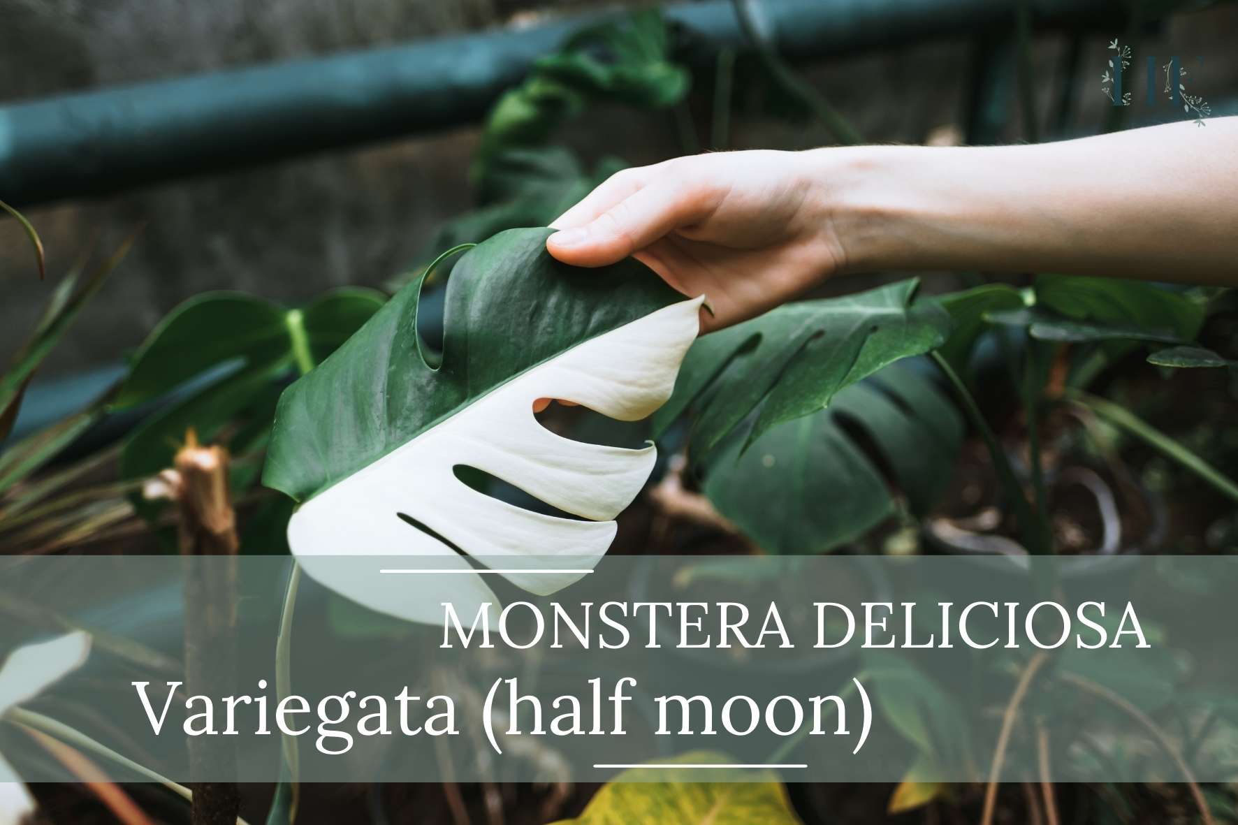 Monstera-Deliciosa-Variegata-half-moon