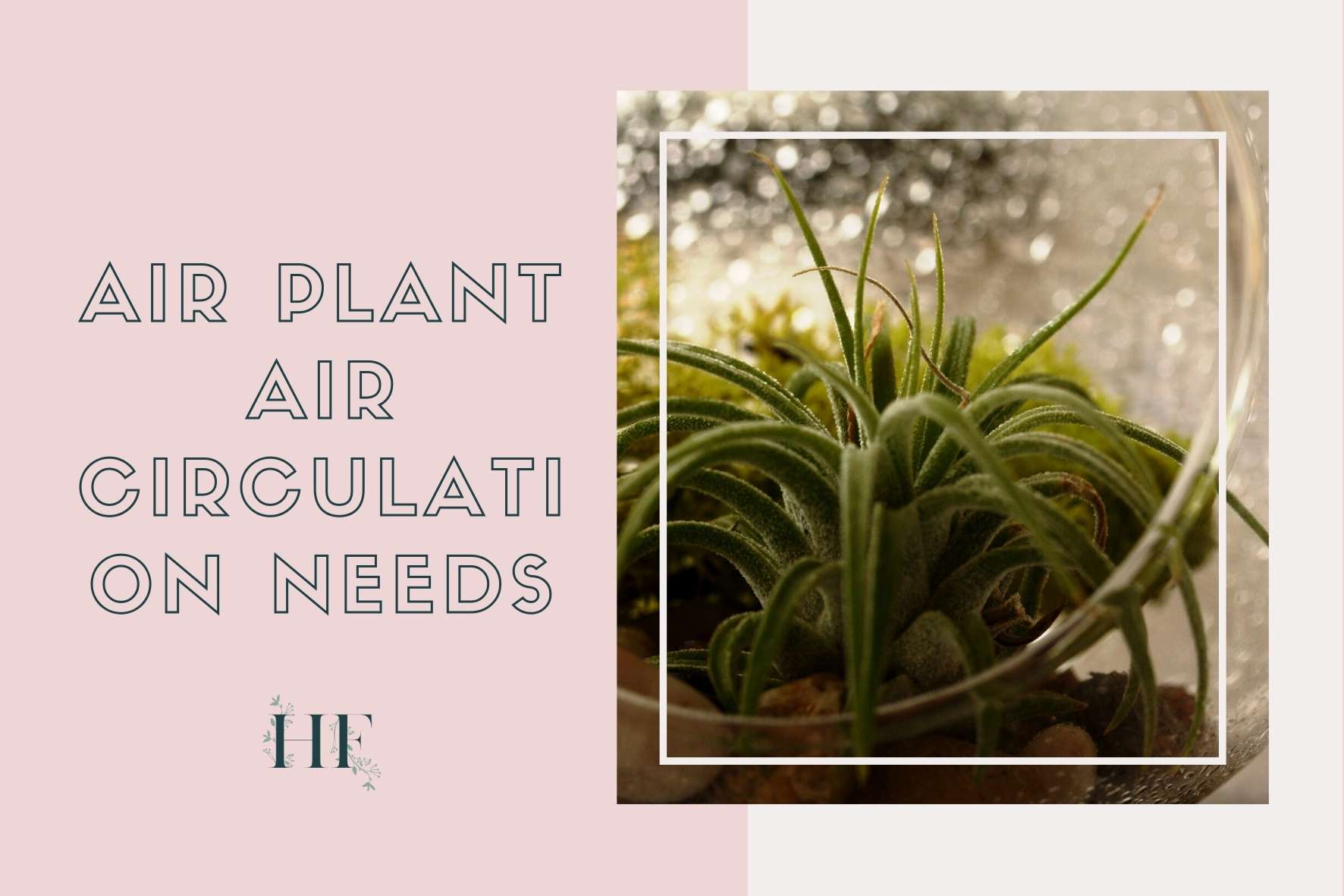 air-plant-care-air-circulation-needs