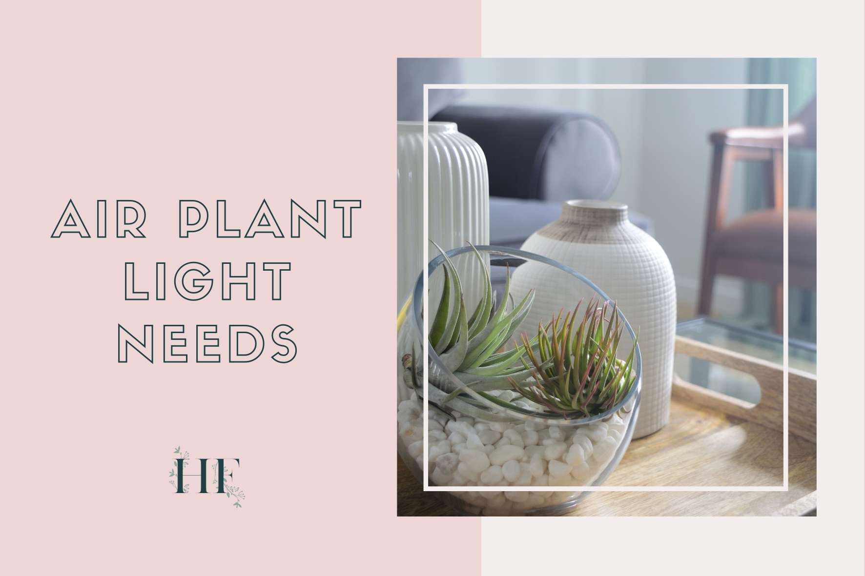 air-plant-care-light-needs