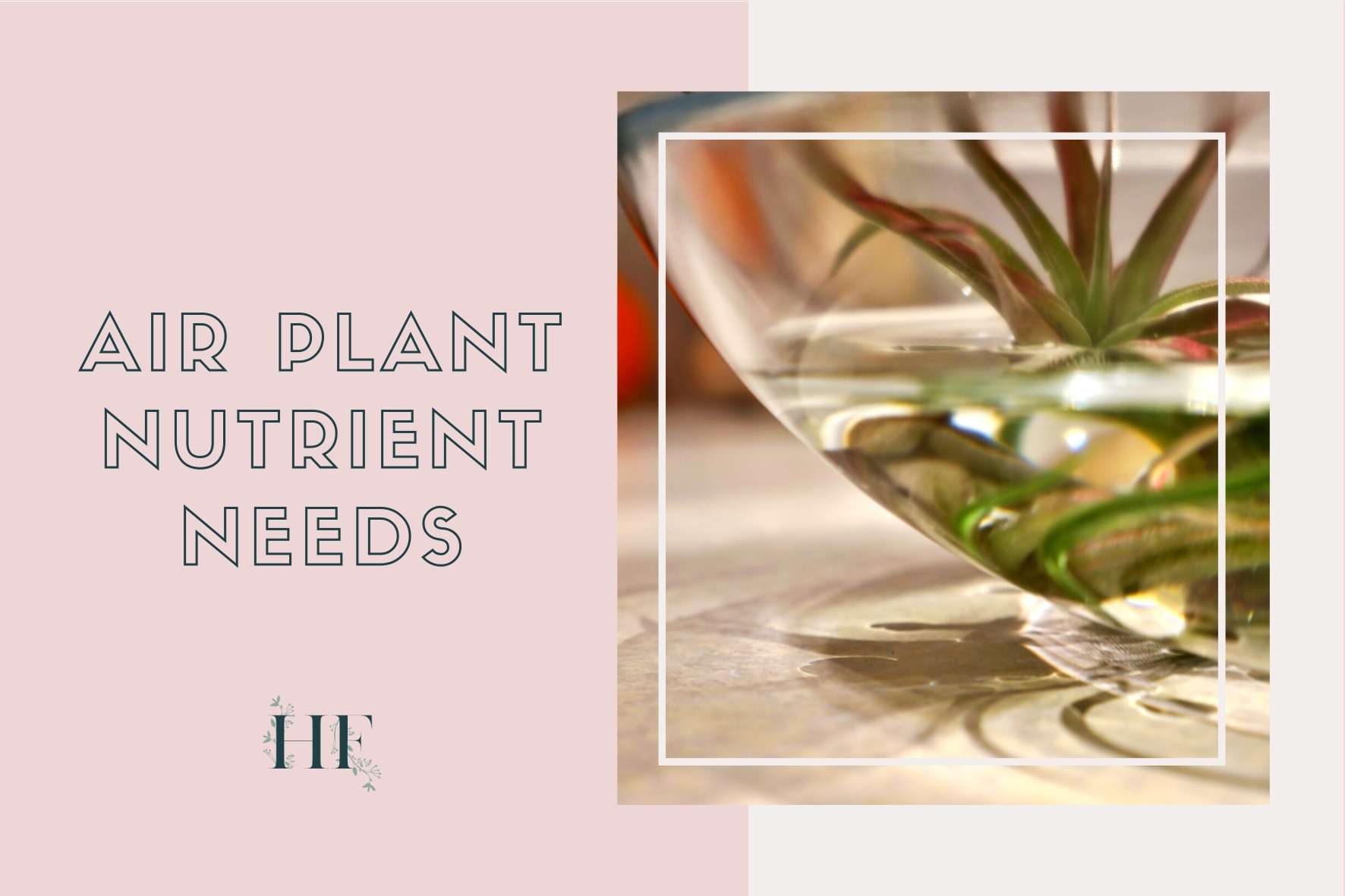 air-plant-care-nutrient-needs