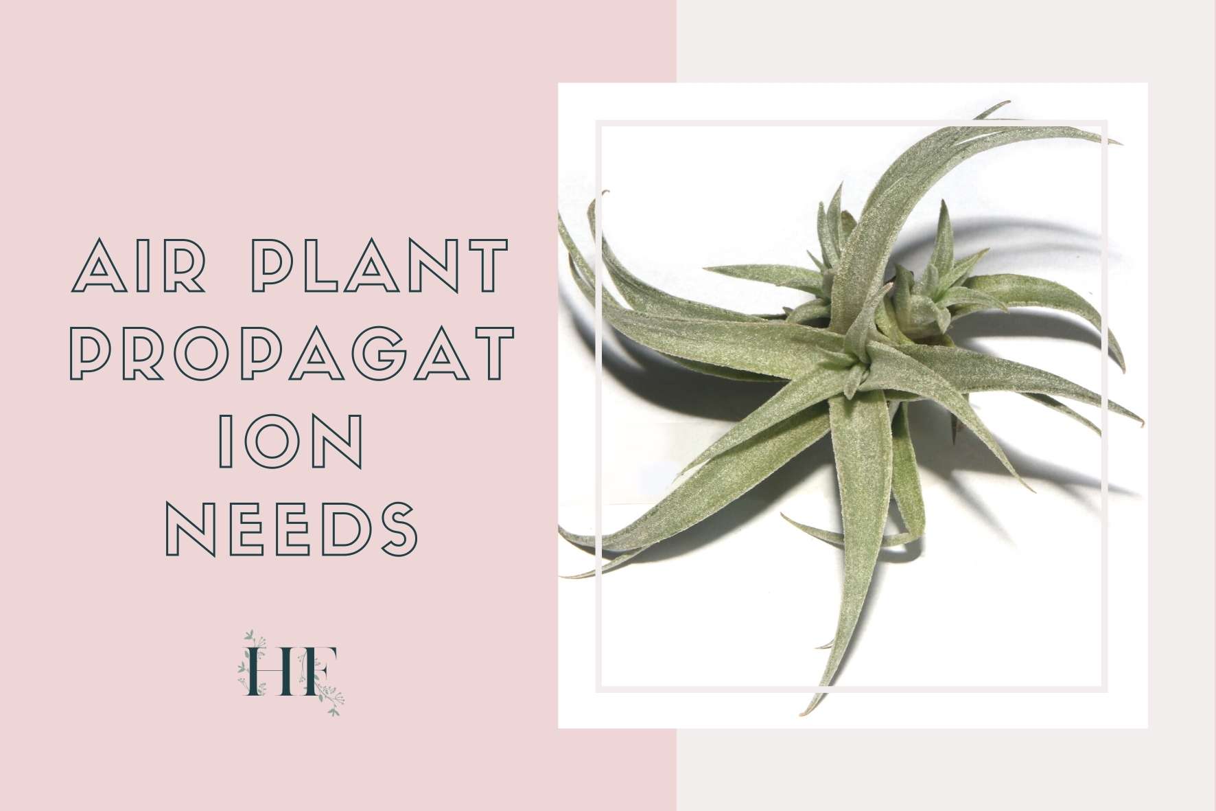 air-plant-care-propagation-needs