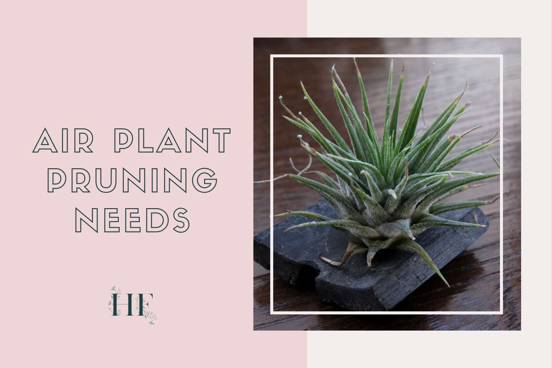 air-plant-care-pruning-needs