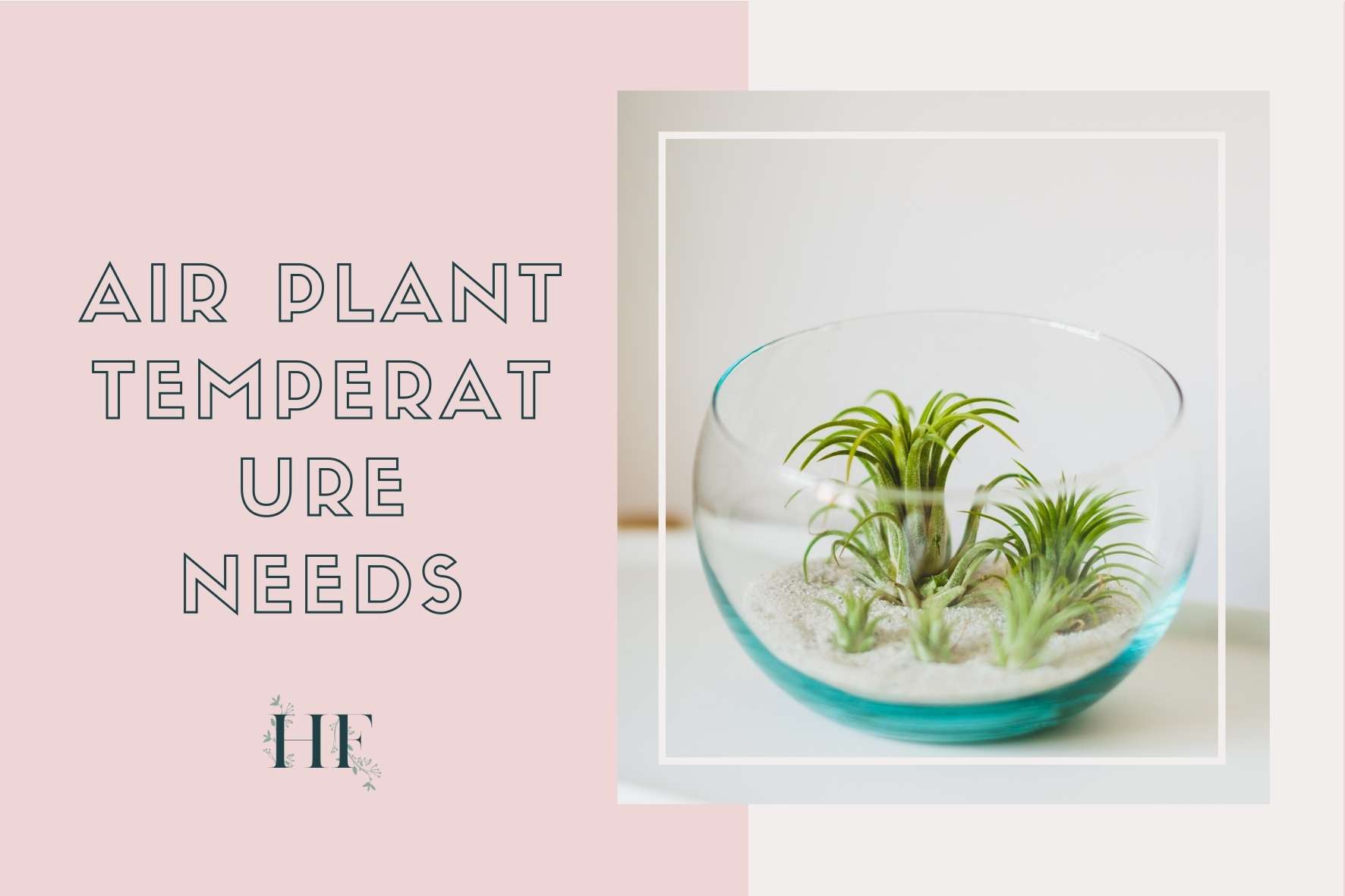 air-plant-care-temperature-needs