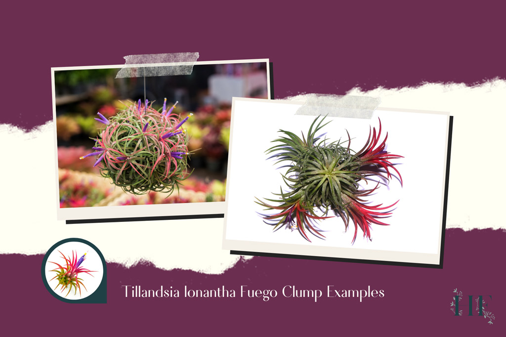 air-plant-clump-tillandsia-ionantha