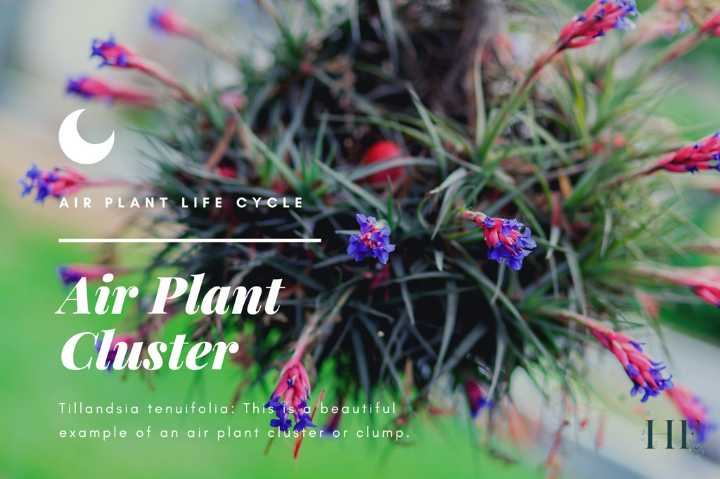 air-plant-cluster-clump
