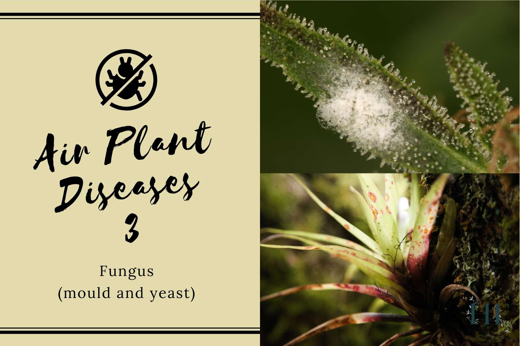 air-plant-diseases-fungus-mould-and-yeast