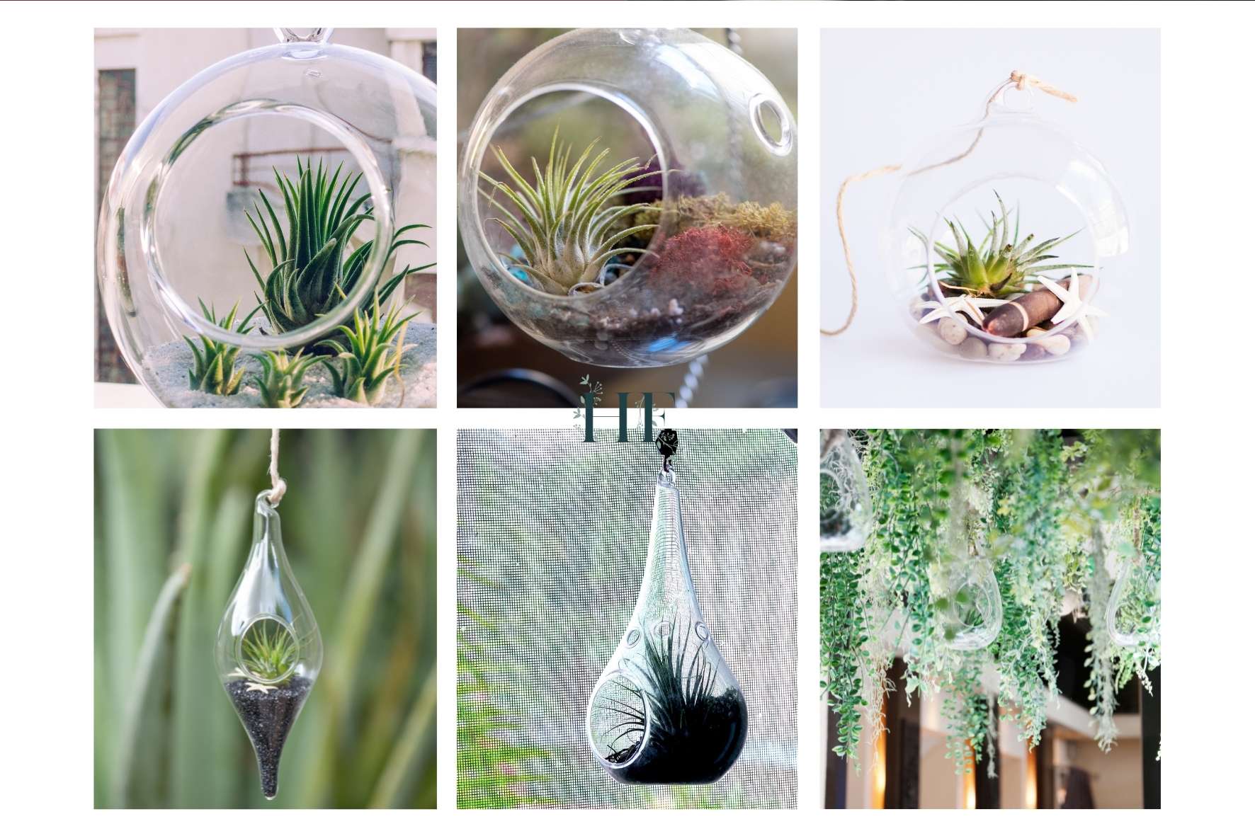 air-plant-display-ideas-aerium