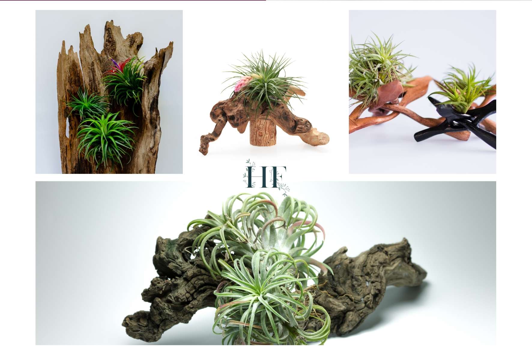 air-plant-display-ideas-mounting-on-wood