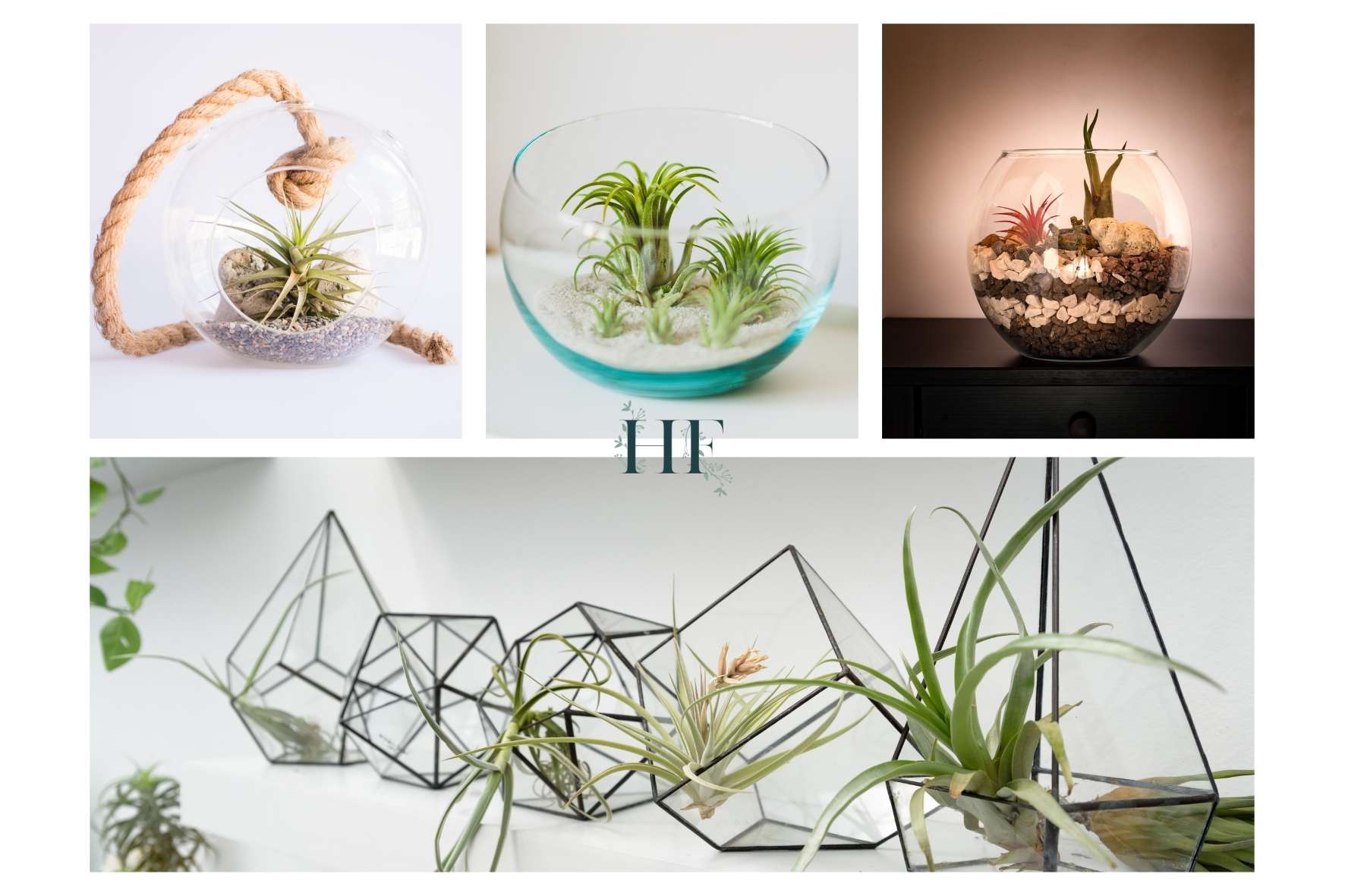 air-plant-display-ideas-terrarium