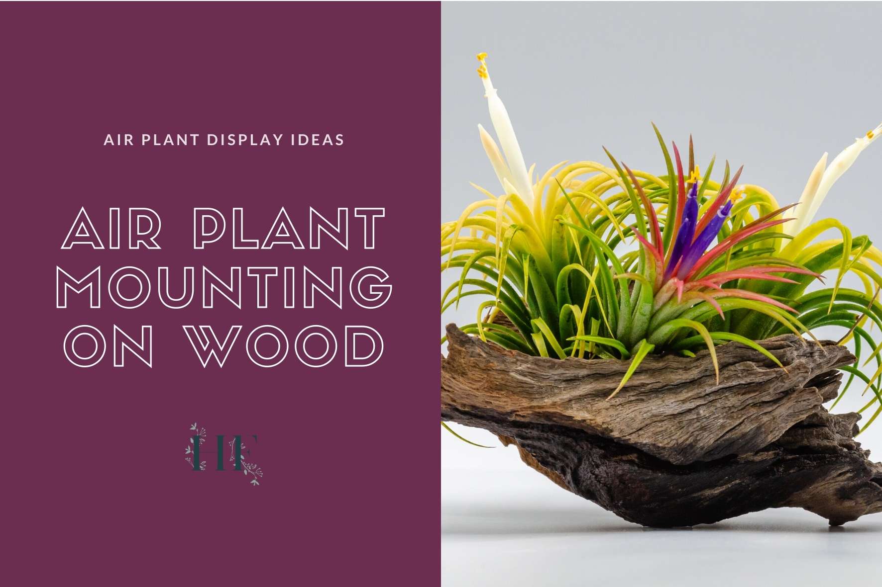 air-plant-dritwood