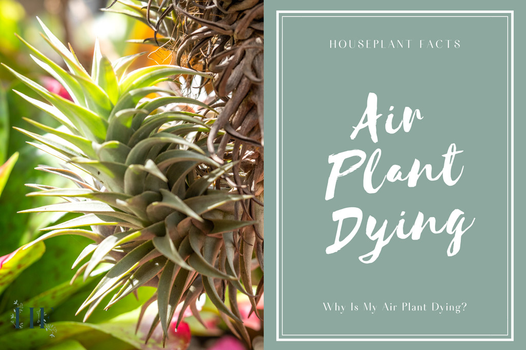 air-plant-dying
