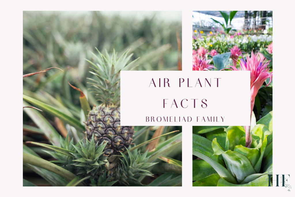 air-plant-facts-bromeliad