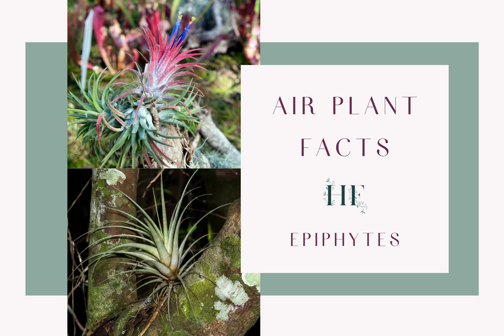 air-plant-facts-epiphytes