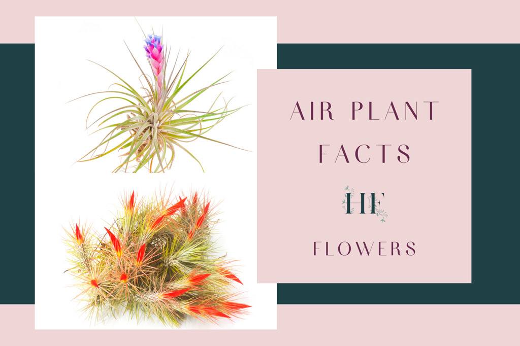 air-plant-facts-flowers