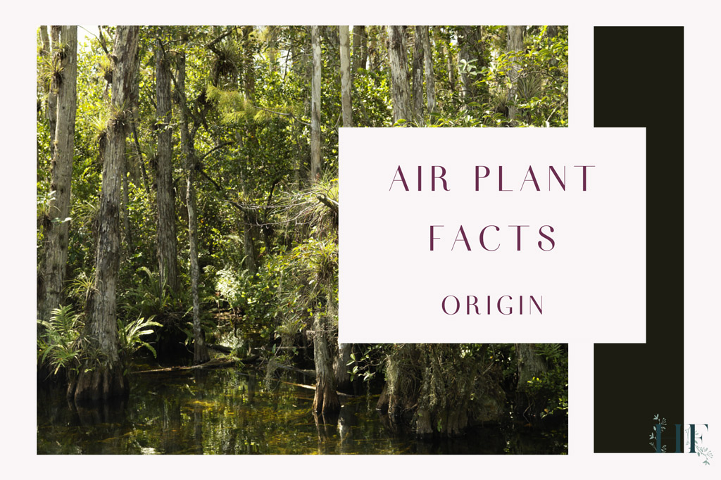 air-plant-facts-origin