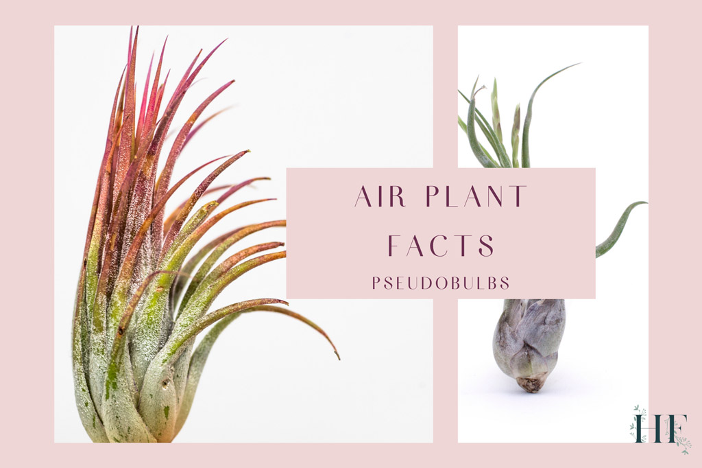 air-plant-facts-pseudobulbs