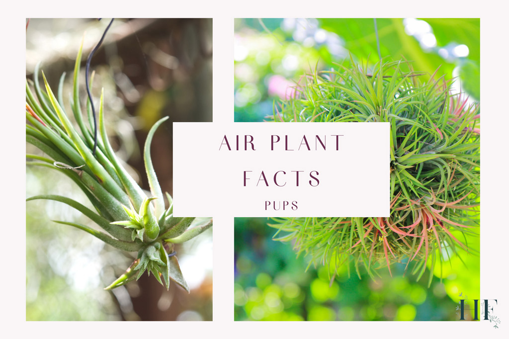air-plant-facts-pups
