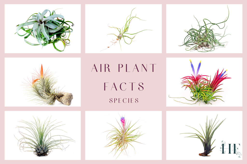 air-plant-facts-species