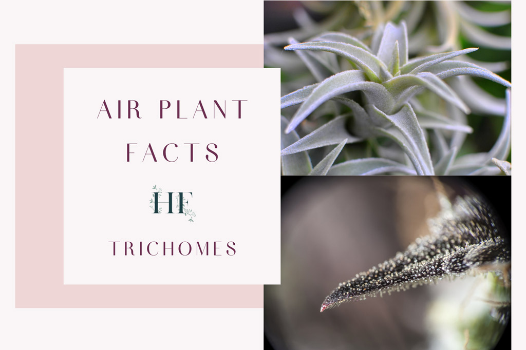 air-plant-facts-trichomes