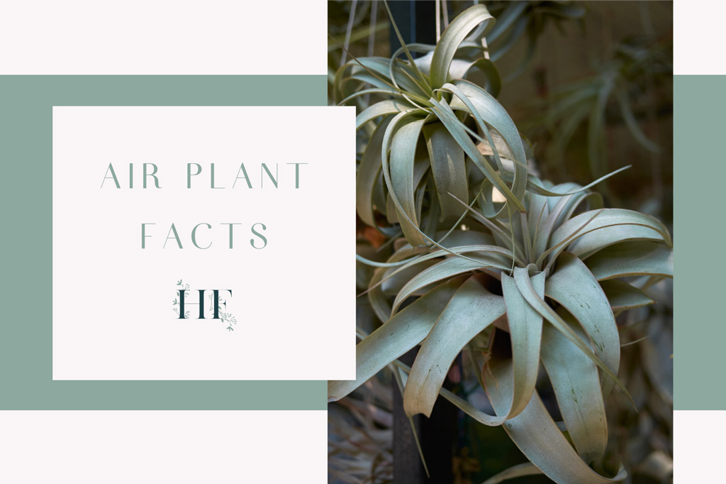 air-plant-facts