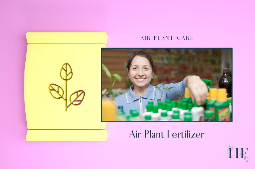 air-plant-fertilizer